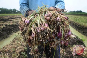 Bawang merah terserang hama