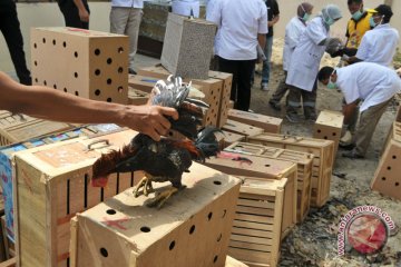 Pemusnahan ayam selundupan asal Thailand