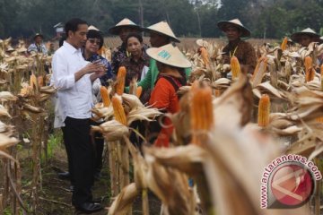 Presiden: Petani keluhkan ketersediaan dan harga pupuk