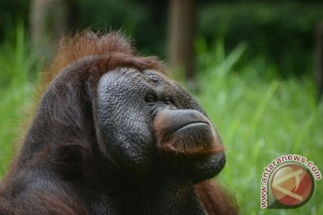 Pemberi rokok orangutan dihukum jadi petugas kebersihan
