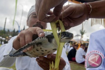 Ratusan umat Hindu ikuti Mepepada di Besakih