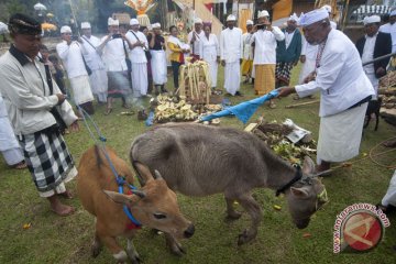 Upacara Mepeoada menjelang Nyepi