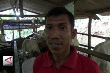 Peternak senang, sapi telah dijamin asuransi