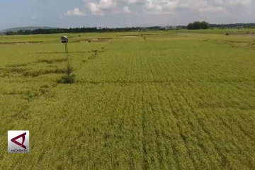 BI dorong petani kembangkan padi lokal berkualitas tinggi