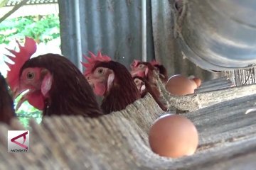Indonesia swasembada daging dan telur ayam