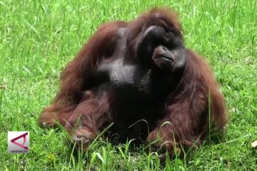 Polrestabes Bandung usut pemberi rokok ke orang utan