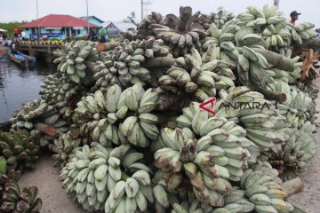 PISANG MENTAWAI