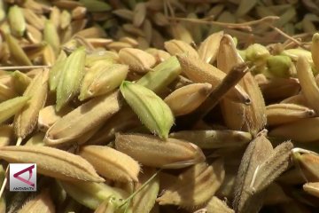 246 Ribu hektare sawah di Jateng panen padi