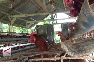 Beternak ayam di lahan sempit