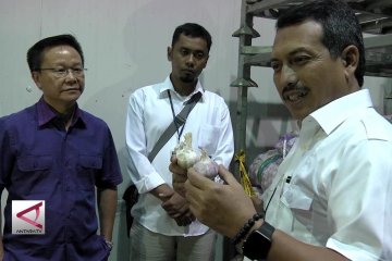 Kemendag dalami kasus bibit bawang putih impor