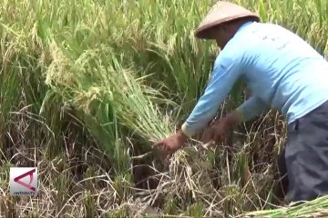 Bulog Madiun pantau turunnya harga gabah