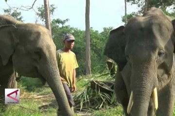 Gajah terlatih yang mampu bermain & mencegah konflik