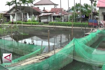 Kawasan kumuh di Palembang yang kini menjadi sentra ikan hias