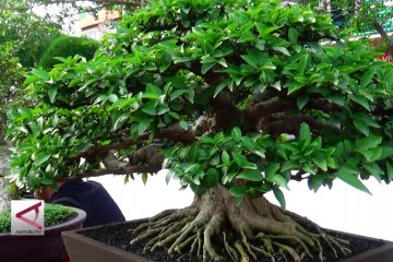 Kontes keindahan pohon berukuran mini
