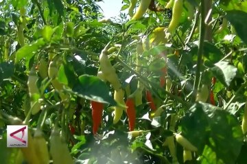 Produksi lebih unggul, petani tanam cabai organik