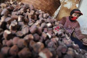 HARGA GAMBIR TURUN
