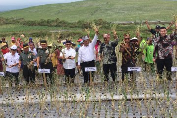 Kementan targetkan panen bawang putih 1.300 ha