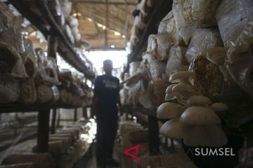Panen Jamur Tiram Binaan Pertamina MOR II