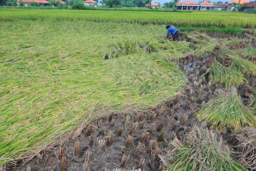 Pakar: Waspadai rebah tanaman saat musim hujan