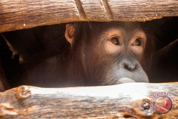 Evakuasi dua orang utan Simpang Hulu