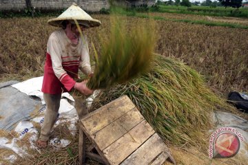 Harga gabah turun