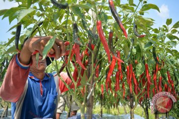 Para petani cabai di Banyuwangi raup untung Rp350 juta per hektar