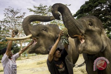 Perawatan kesehatan gajah Sumatera