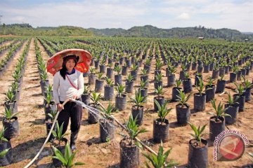 Mandor penanaman sawit pun ada kompetensinya