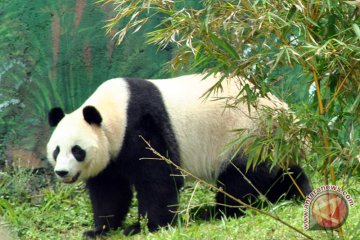Panda Hu Chun di Taman Safari  bagi-bagi hadiah peringati ultahnya