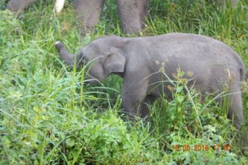ARTIKEL - Erin, gajah sumatera terpotong belalainya