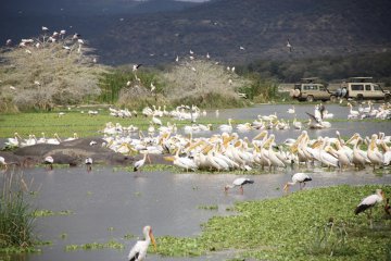 Habitat flamingo dan kuda nil Tanzania terancam
