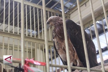 BKSDA Jateng rawat burung-burung langka