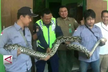 Pekerja pabrik serahkan ular sanca sepanjang 3 meter