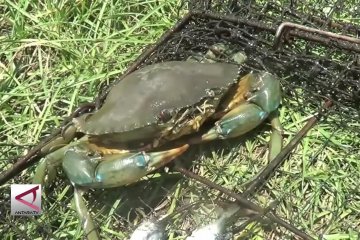 Penggemukan kepiting bakau, peluang usaha yang menggiurkan