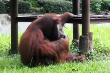 Tanggapan Bandung Zoo soal orang utan merokok