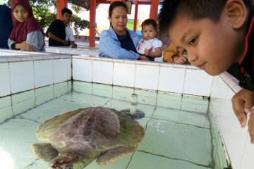 WISATA PUSAT PENANGKARAN PENYU