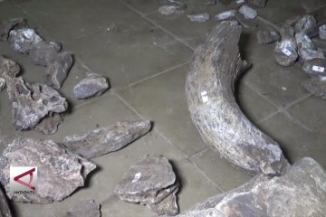 BPSMP Sangiran teliti temuan fragmen fosil di Ngawi