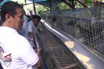 Entaskan Kemiskinan, 10 juta ekor ayam siap dibagikan