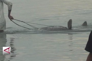 Lagi, ikan mola mola terdampar di Teluk Palu