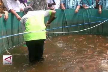 Membudidayakan ikan nila melalui bioflok di Sukabumi