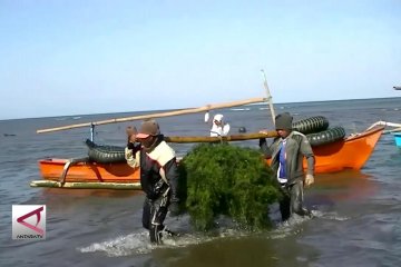 Pengembangan investasi dalam industri rumput laut nasional