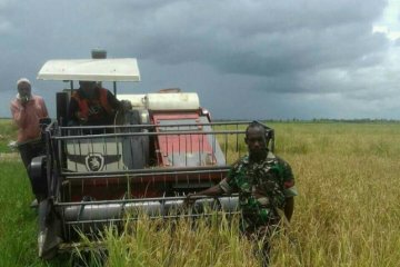 Papua Nugini jajaki pembelian beras langsung dari Merauke