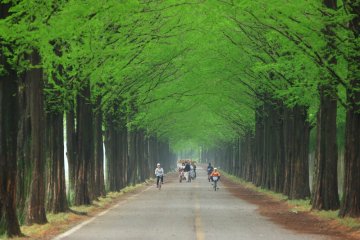 Jeolla tawarkan sajian kuliner tradisional Korea Selatan