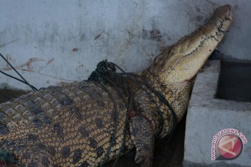 BKSDA kesulitan menangkar buaya