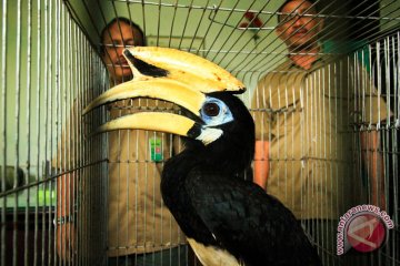 Burung Rangkong dari warga