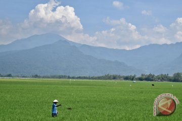 Pemkab Pandeglang dorong pemuda jadi petani