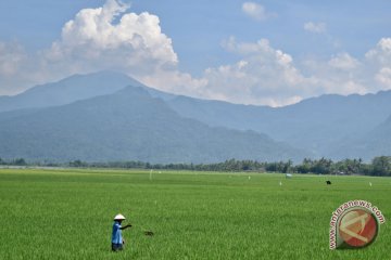 Musim kemarau penyerapan pupuk pun turun hingga 50 persen