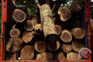 Tim gabungan tangkap 12 pembalak liar di Lampung Tengah