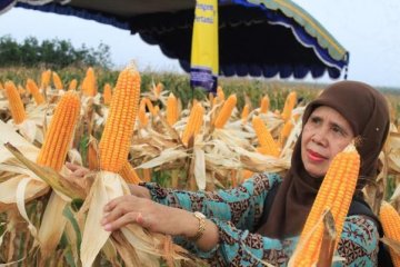 Anggota DPR akan tinjau data produksi jagung
