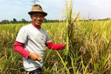 Setiap kecamatan di Lebak-Banten diminta miliki lumbung pangan